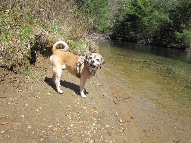 Hiking at Swift River