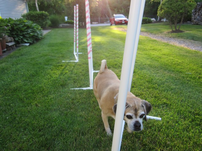 2x2 weave poles success