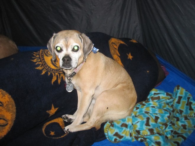 sleeping on Liz's head