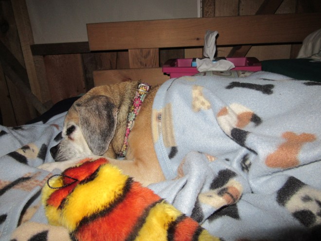 cold puggle