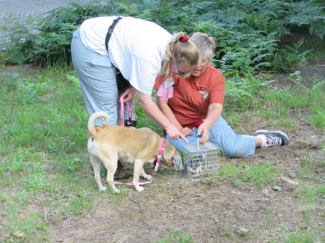 lerning about Barn Hunt