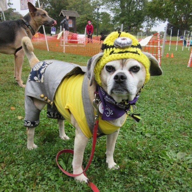 puggle minion