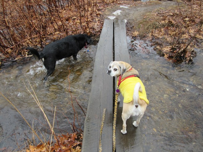 Doesn't she know how to use a bridge?